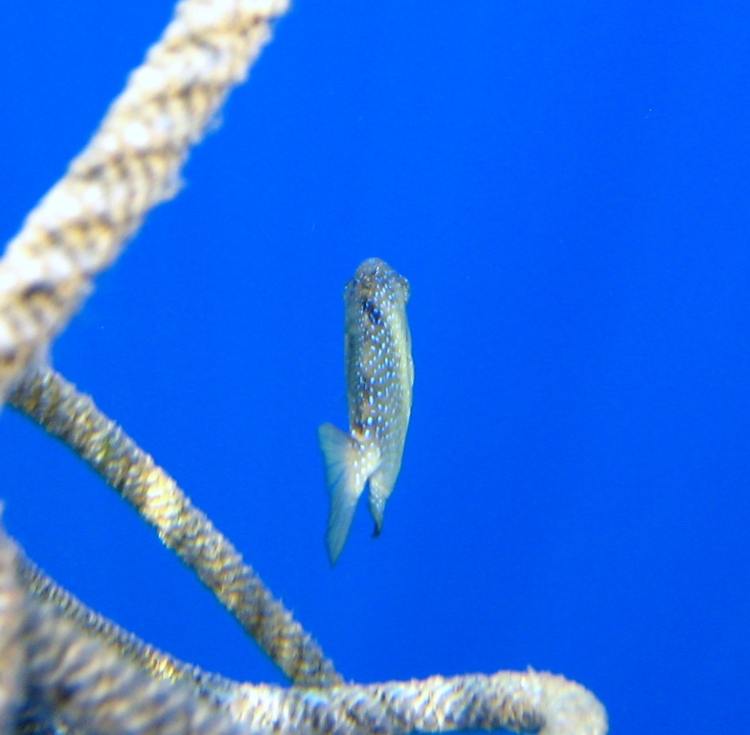 juvenile di Balistes capriscus